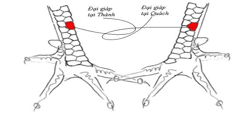 Cách xem vảy gà liên châu chính xác cao